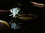 궁남지왕관꽃