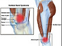 외측선 lateral line ..
