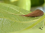 Anisocentropus kaw..