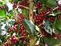 Aceh Gayo Coffee