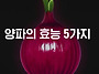 양파의 효능 5가지