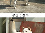 사명이+장우= 자견 , 분양..
