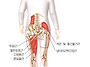 lateral line의 fron..