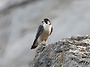 매[Peregrine Falcon..