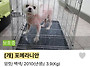 임보중인 아이