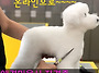 온라인 동영상 강의로 애견..