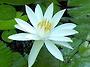 Wood's White Knigh..