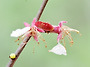 벚꽃까마귀부전나비애벌래