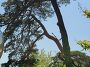 양양 입암 소나무 1