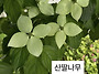 홍화산사나무에대하여