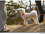 귀여운 강아지