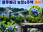 충주 산척면 블루베리 농장..