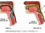 기도와 식도