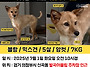 블랑이 잃어버렸다가 찾은..