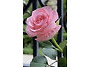 꽃
