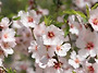 편도 Almond
