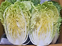 [ 쌈배추 할인 이..