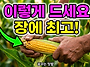 장에 최고 순차적으로 수확..