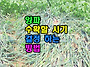 양파 수확할 시기 결정 하..