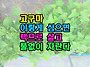 고구마 이렇게 심으면 백프..