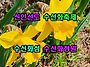 신안선도 수선화축제 수선..