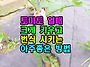 토마토 열매 크게 키우고 ..