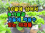 10월에 심어서 늦가을과 ..