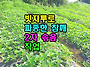 빗자루로 파종한 참깨 2차..