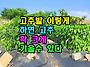 고추밭 이렇게 하면 고추 ..