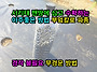 서리태 맨땅에 심고 수확하..