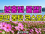 분홍빛 물결! 무안 몽탄코..