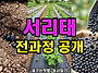 서리태 파종에서 타작까지..