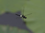 Pseudothemis zonat..
