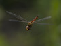 Pantala flavescens