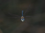 A. soneharai