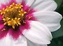 《별꽃이야기》 [백일홍]..