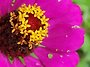 《별꽃이야기》 [백일홍]..