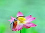 연꽃(물총새착지장면)