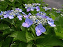 수국 [水菊, Hydrange..