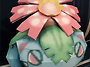 비너소어 Venusaur