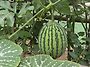 🍉 수박데이 1탄🍉