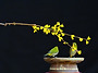 개나리(동박새)
