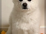 *곰이* 강아지에 대한 생..