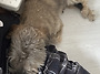 심미는 귀여운 갱얼쥐~