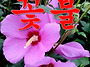영화 다큐멘터리 ‘꽃불’..
