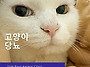 "고양이 당뇨, 조기 발견이..