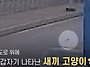 빗속 사경 헤맨 새끼고양이..