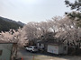 4월6 토요일 벚꽃만개 모..