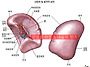 우리몸의 장기별 음향오&..