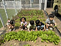 &#129388;예쁜반_상추